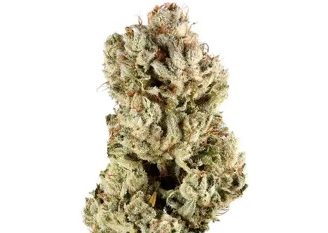 GG4
