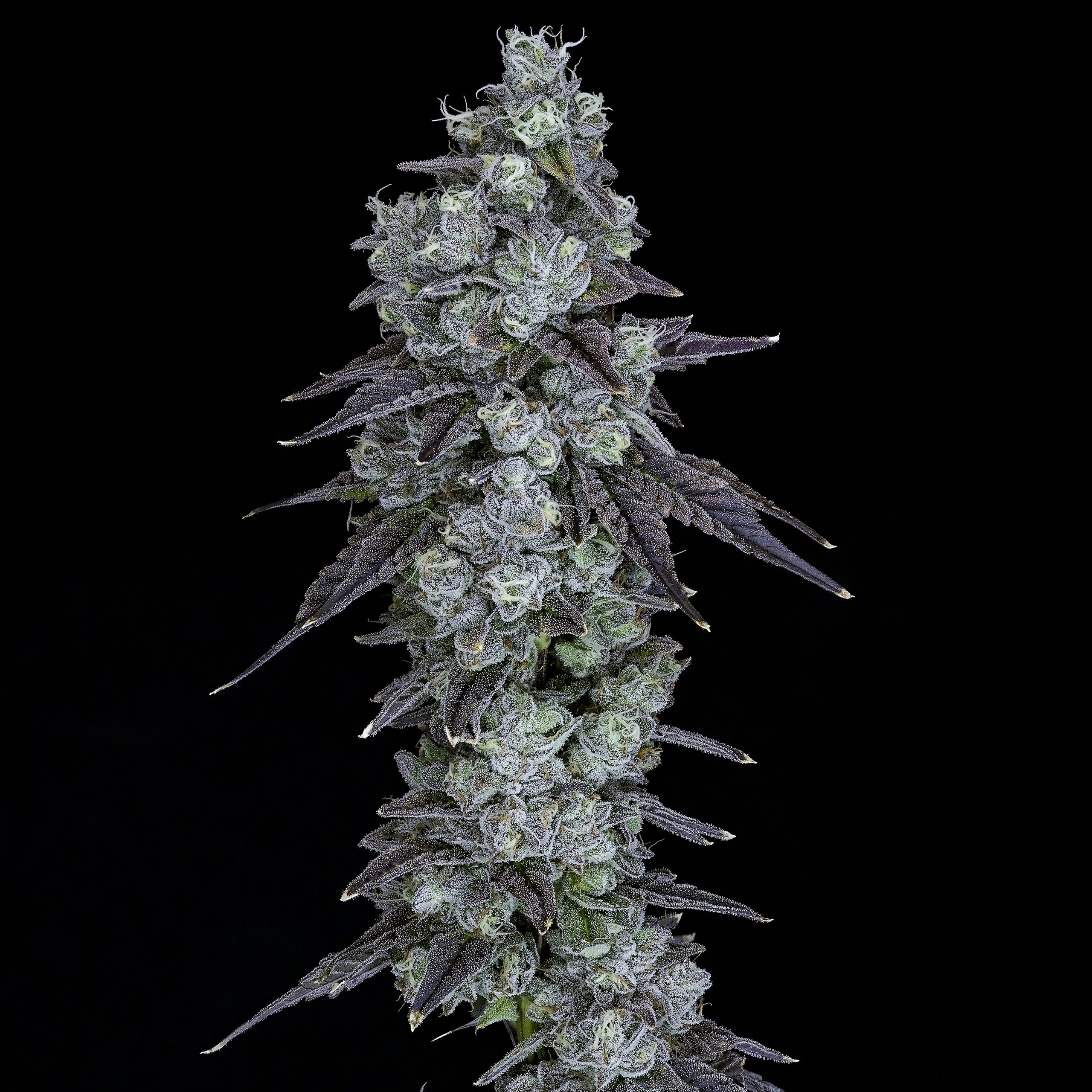Rainbow Pave 9 | Infused Preroll 3PK