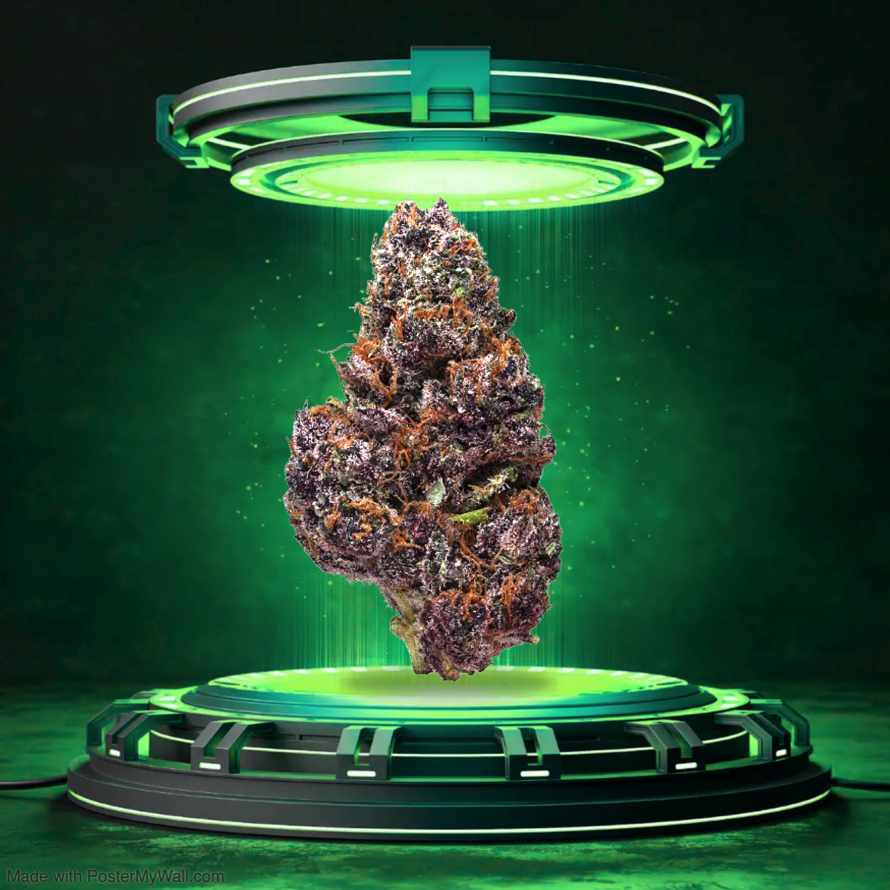 Super Buff Cherry - Flower