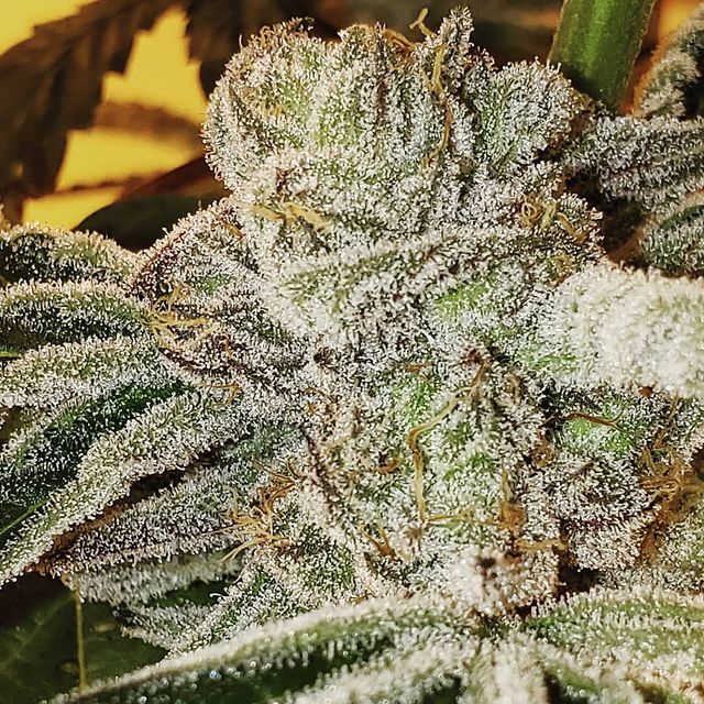 Milk Cookies 1/8 Prepack