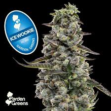 Ice Wookie 5pk 2.5g-H