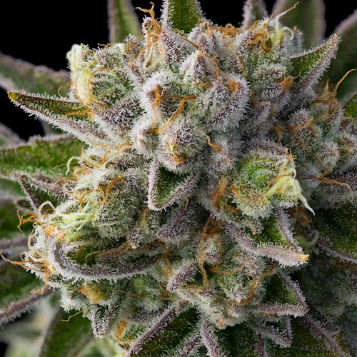 Metaverse Luxury Line Flower | 3.5g