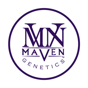 Maven Genetics | Shangri-La (Hybrid) - 3.5g Flower