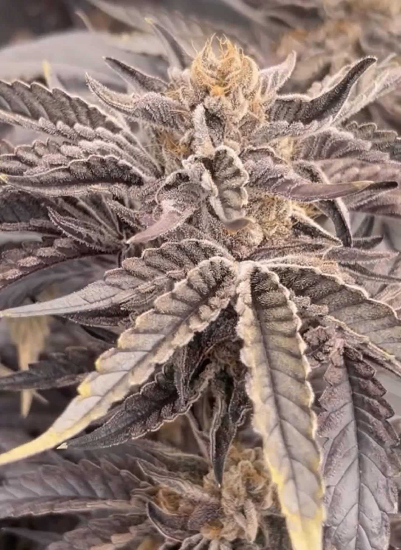 Super Runtz 3.5g