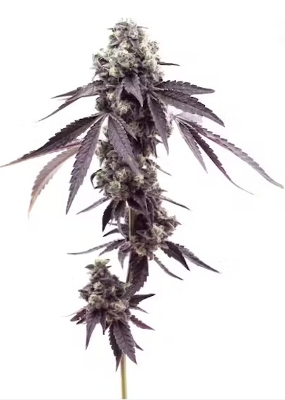 Mac Doughnut Smalls (7g)