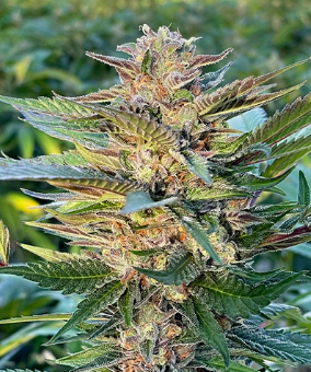 Gelato