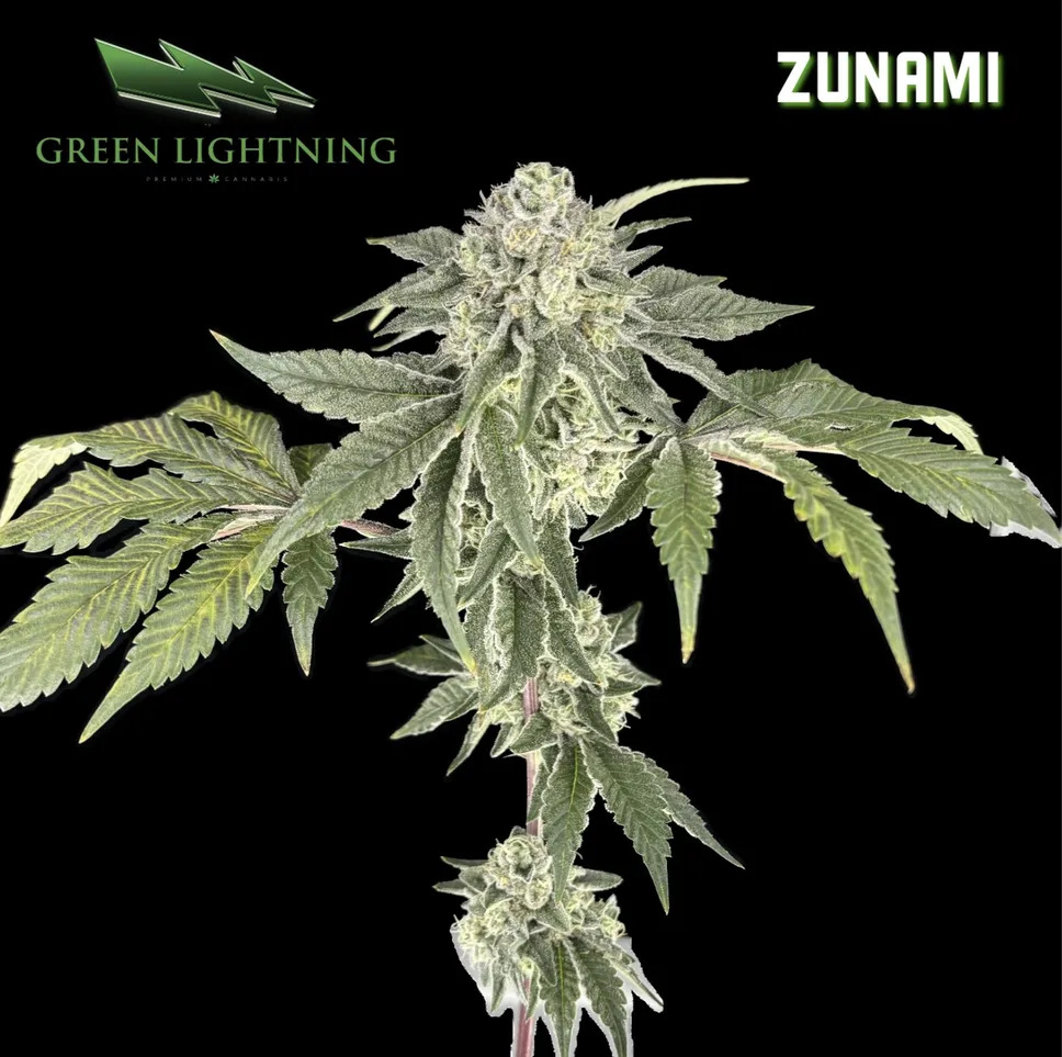 Green Lightning | Zunami | Flower | 3.5g (H)