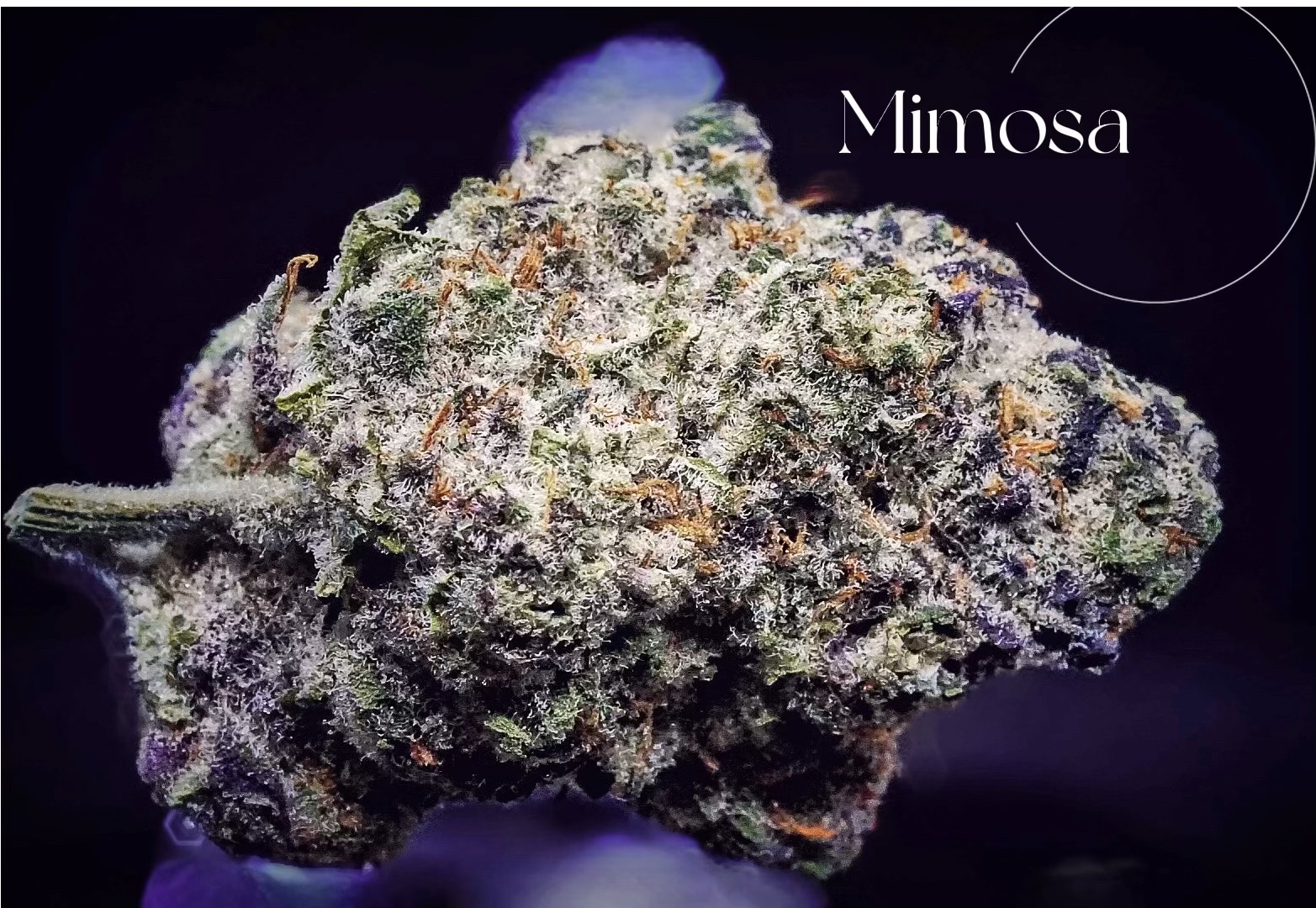 Mimosa (S/H) | Santa Fe Craft