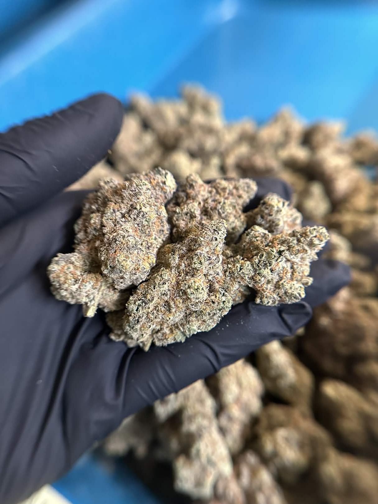 Flower of Life Flower - Grape Quake