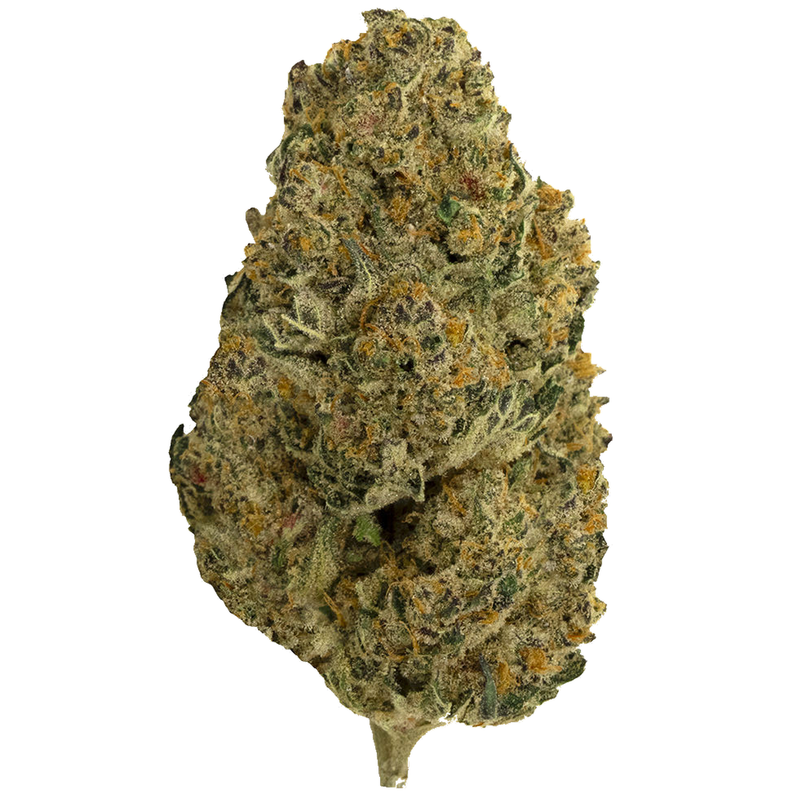 Cherry Tang (Cherry Pie x Tangie) | 28g