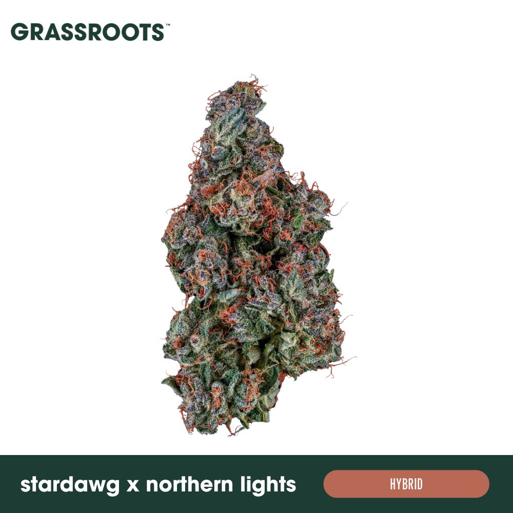 Stardawg x Northern Lights
