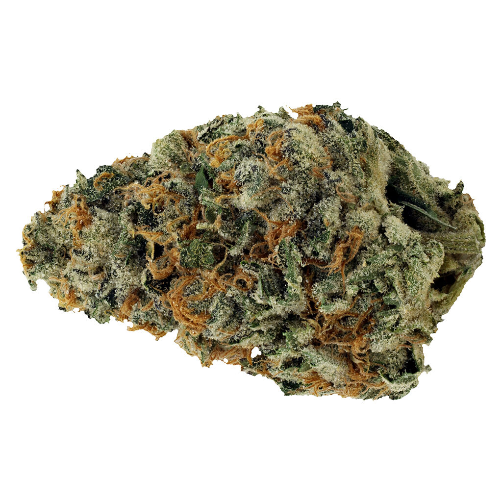 Starting Point! | Star Chase - Sativa