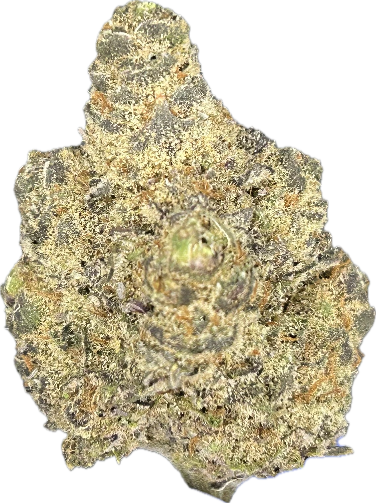 Mimosa