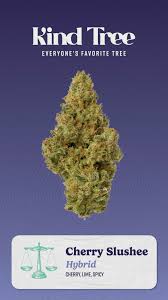 Flower | Premium flower | Cherry Slushie | 3.5g - Hybrid