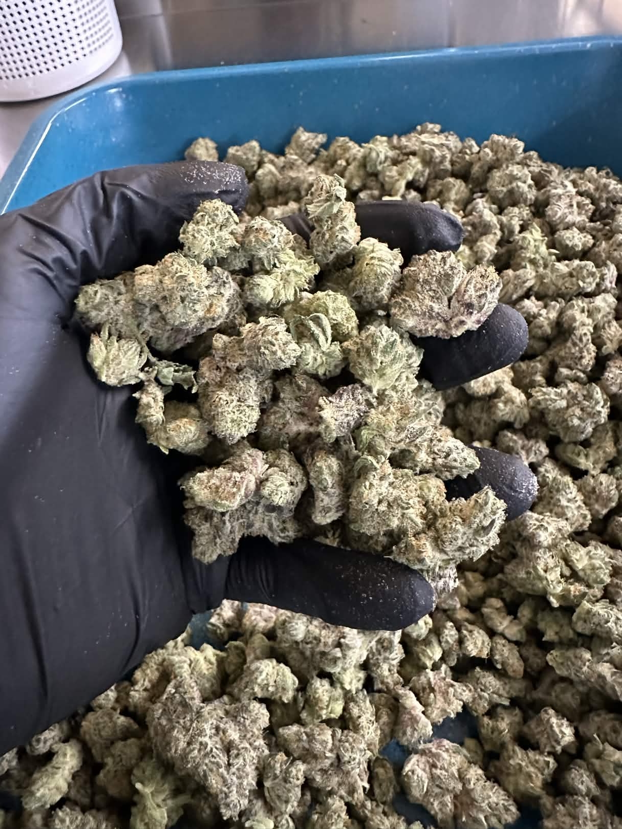 Flower Agent Orangez