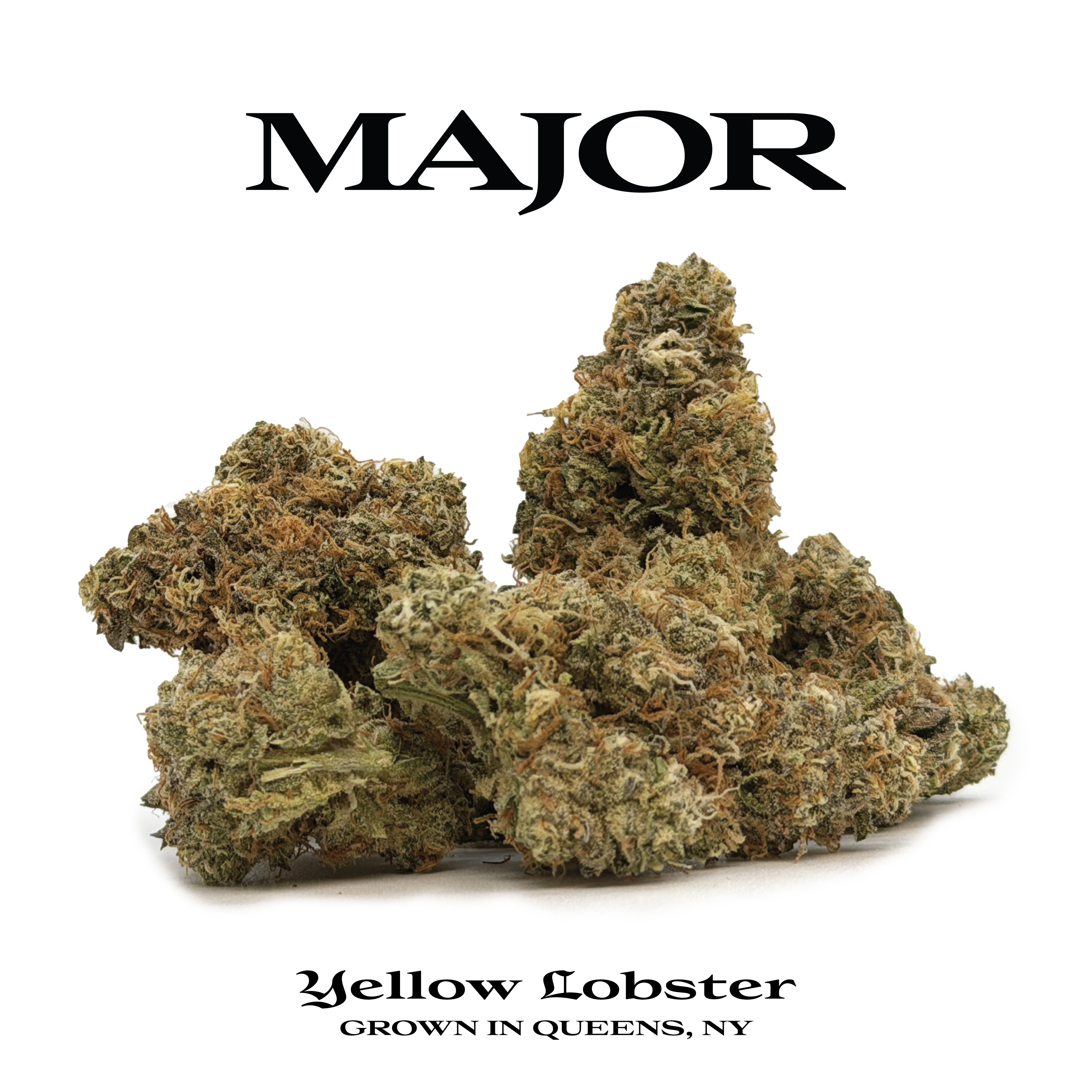 Major | Flower | Hybrid | Yellow Lobster