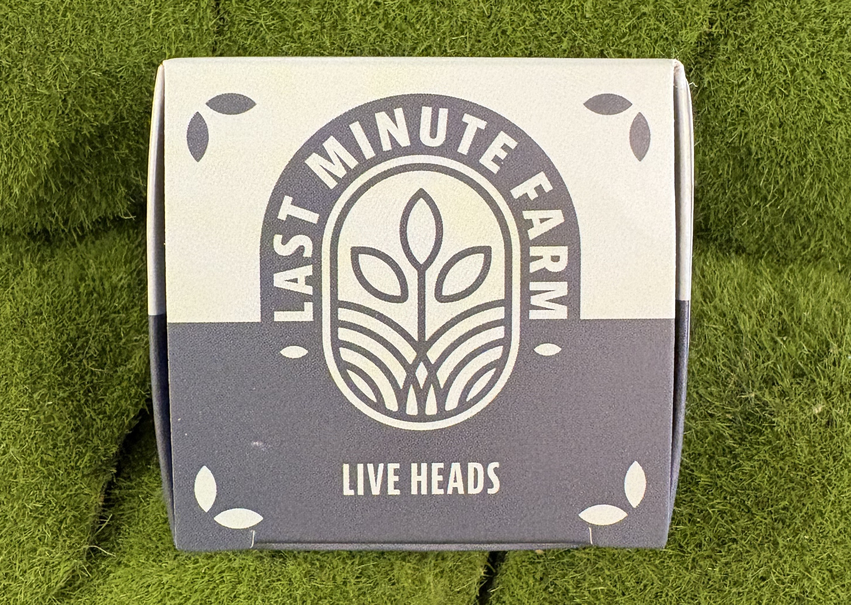 Live Heads Strawnana