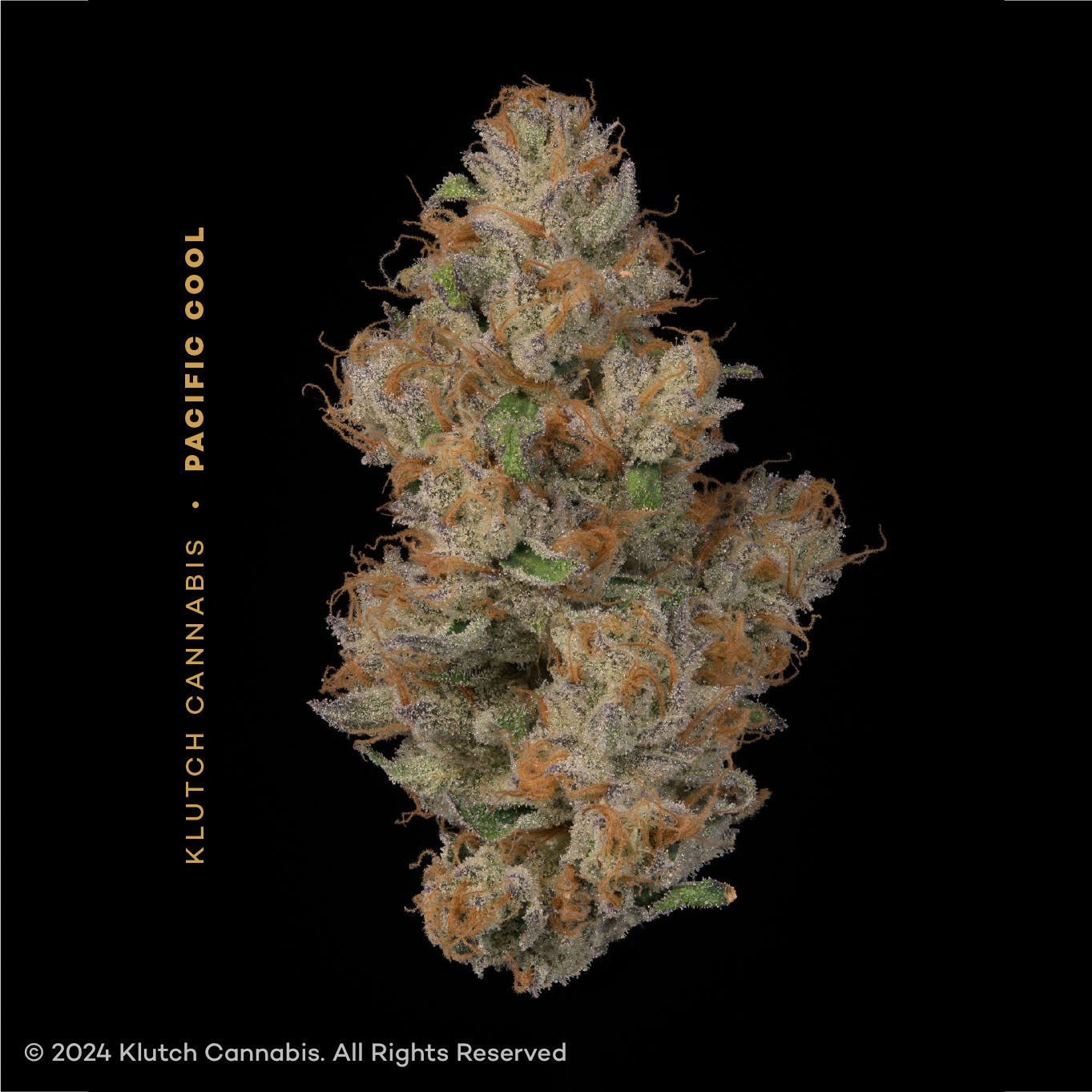 Klutch | Pacific Cool (Buds) | 2.83g | Sativa