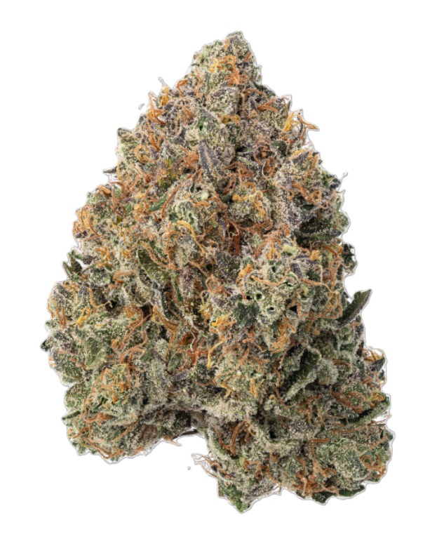 Super Silver Haze x Gelato 1