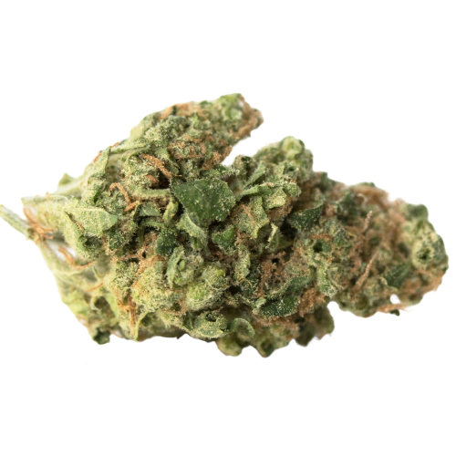 Gold Shelf - Fortissimo (H)