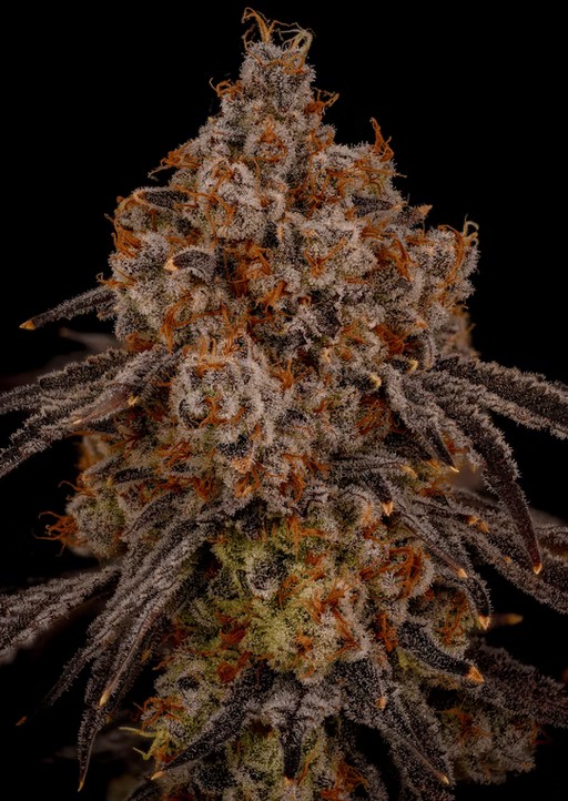Hi-Fuel | 3.5g Bud | 5280 (I)