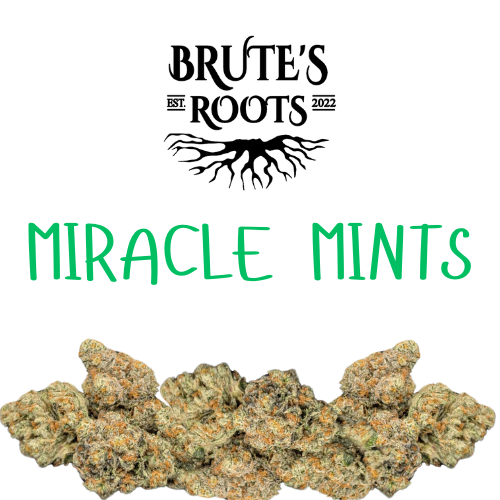 3.5g Premium Flower - Miracle Mints - Brute's Roots - REC