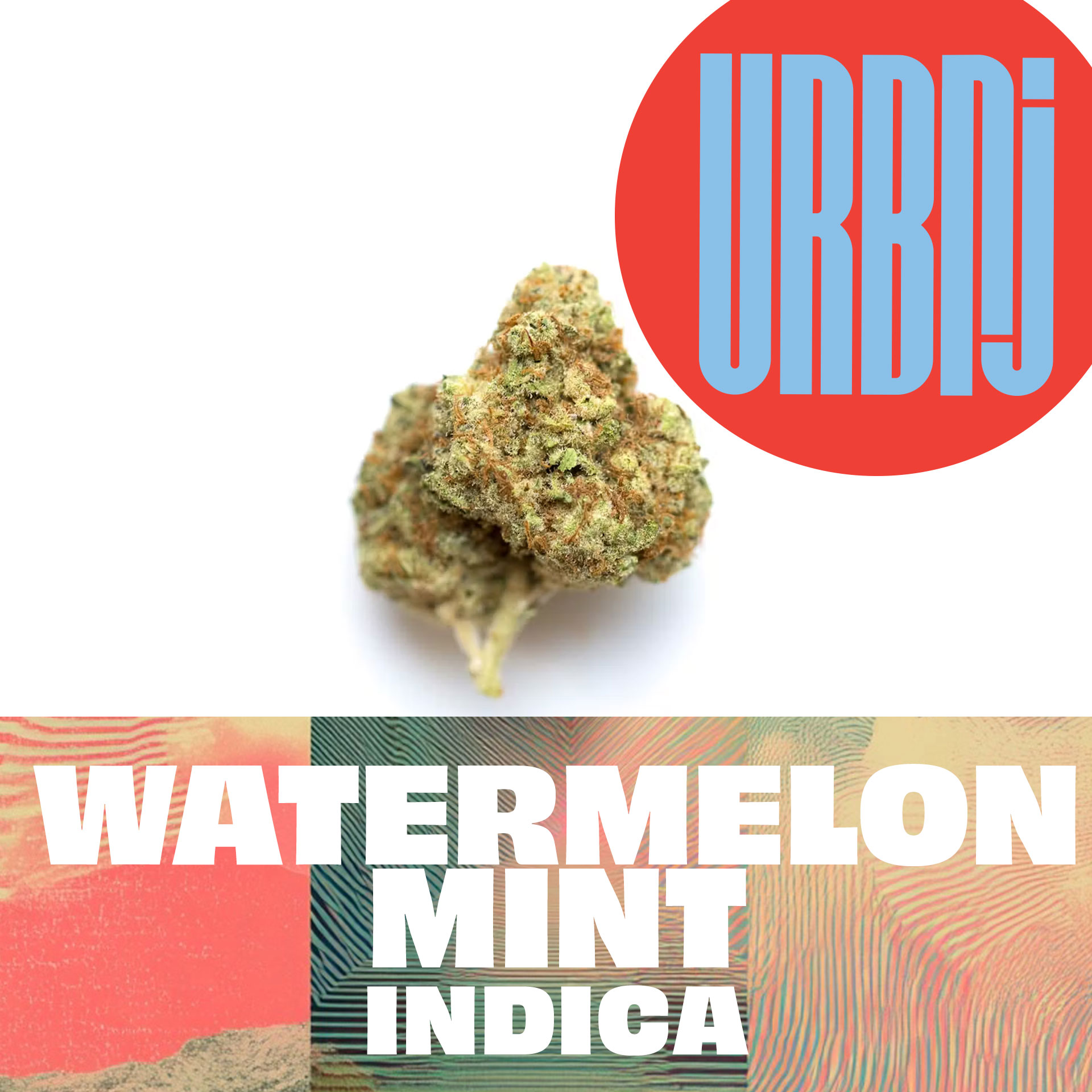 Watermelon Mint | URBNJ |  Flower