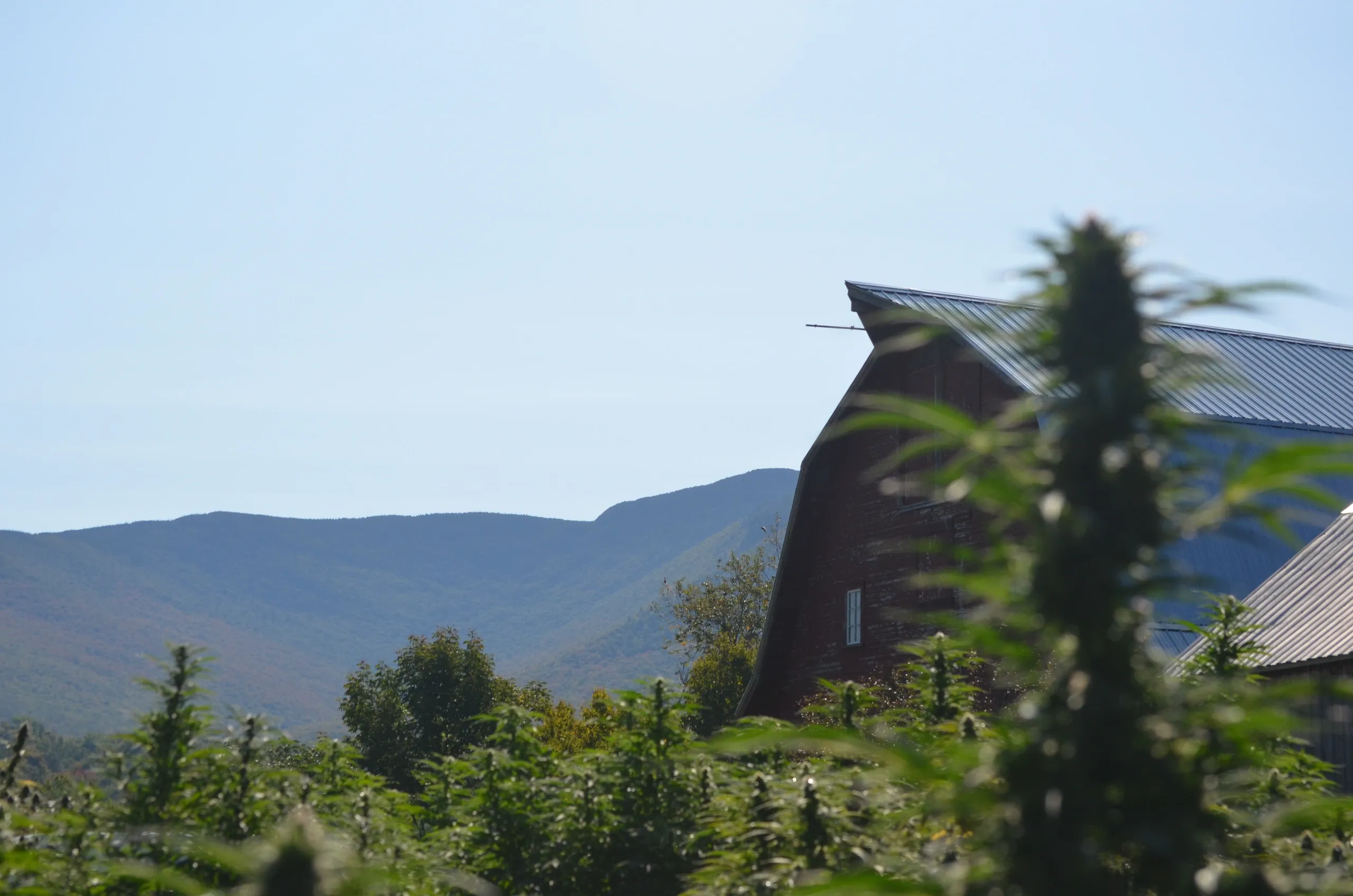 Smugglers Notch Cannabis logo