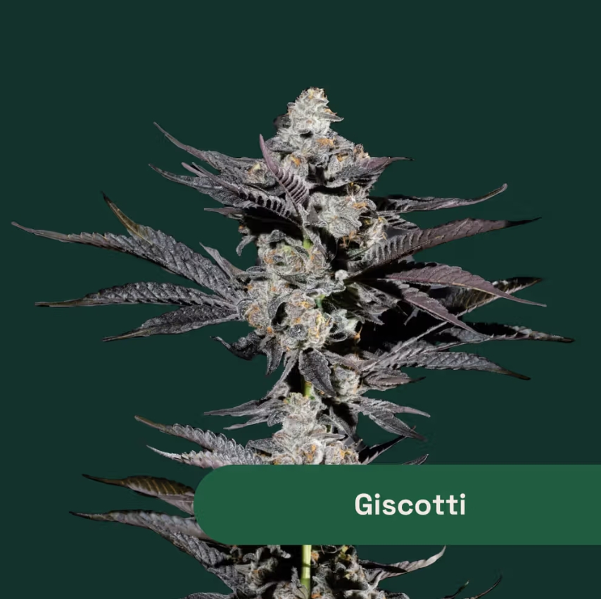 Giscotti | 28g