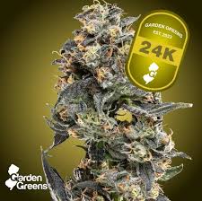 Flower | 24K | Big Buds | Sativa - 3.5G