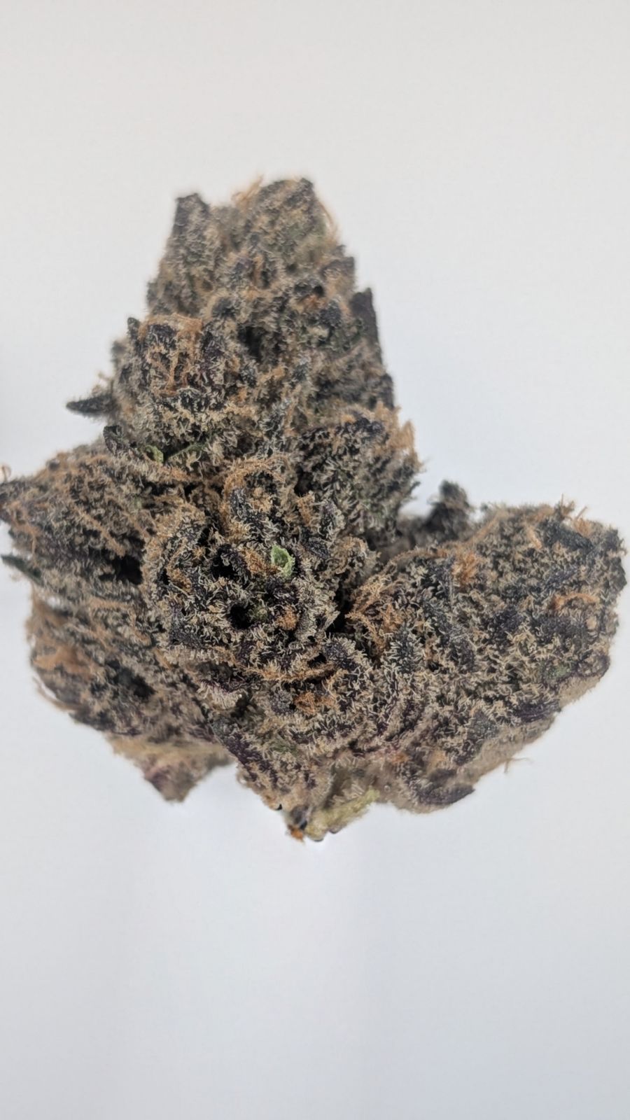 Bonsai - Pixie Ztix