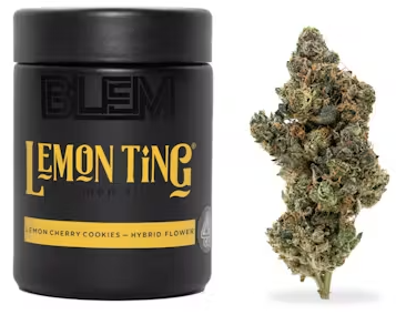 BLEM Lemon Ting Hybrid Flower
