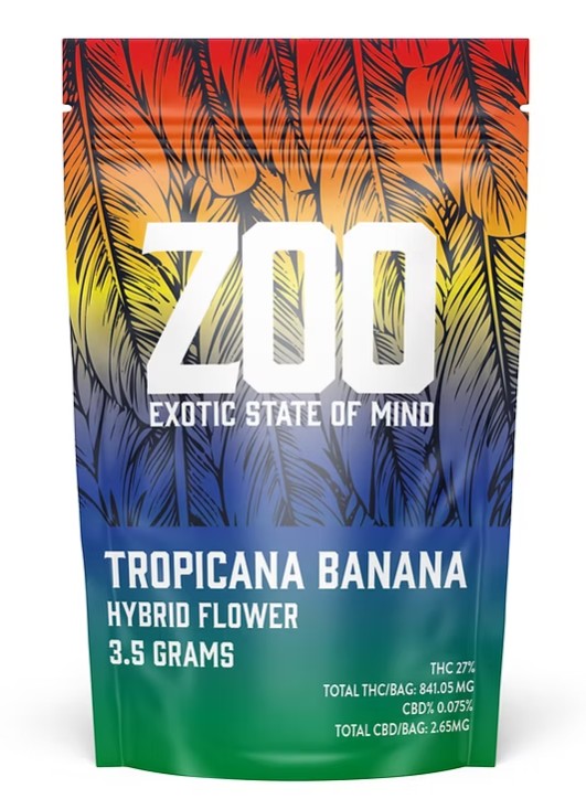 Tropical Banana Premium Hybrid Flower