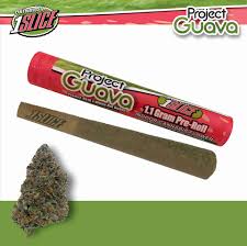 l Pre Roll l Project Guava l 1.1g