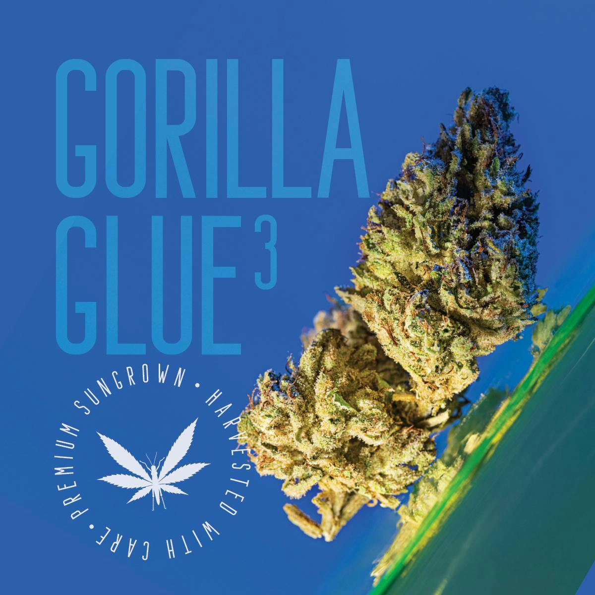 Gorilla Glue #3 | Outdoor | Bulk Flower