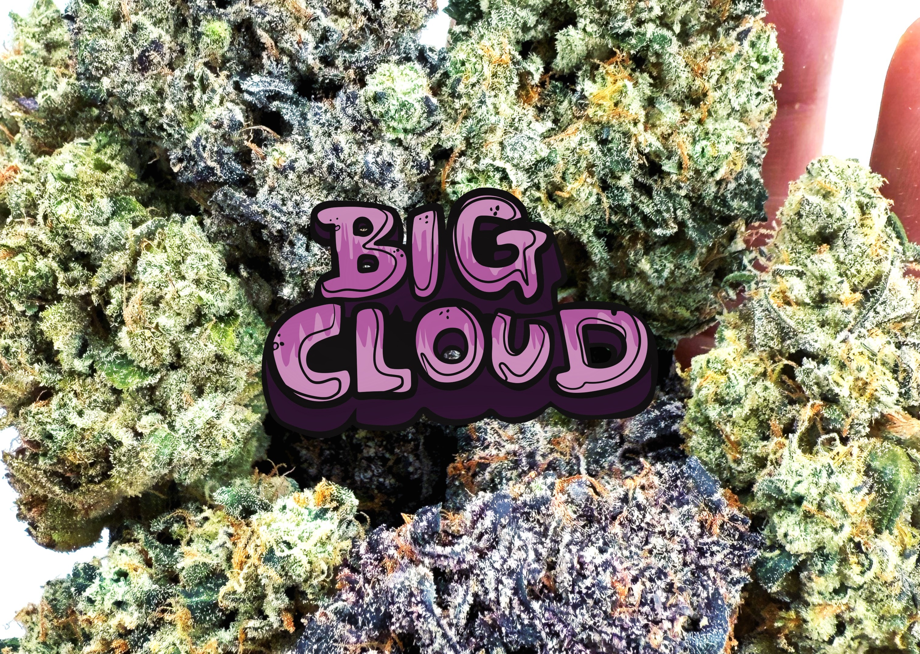 Candy Bonez | Prepacked Flower | 3.5g | Indica