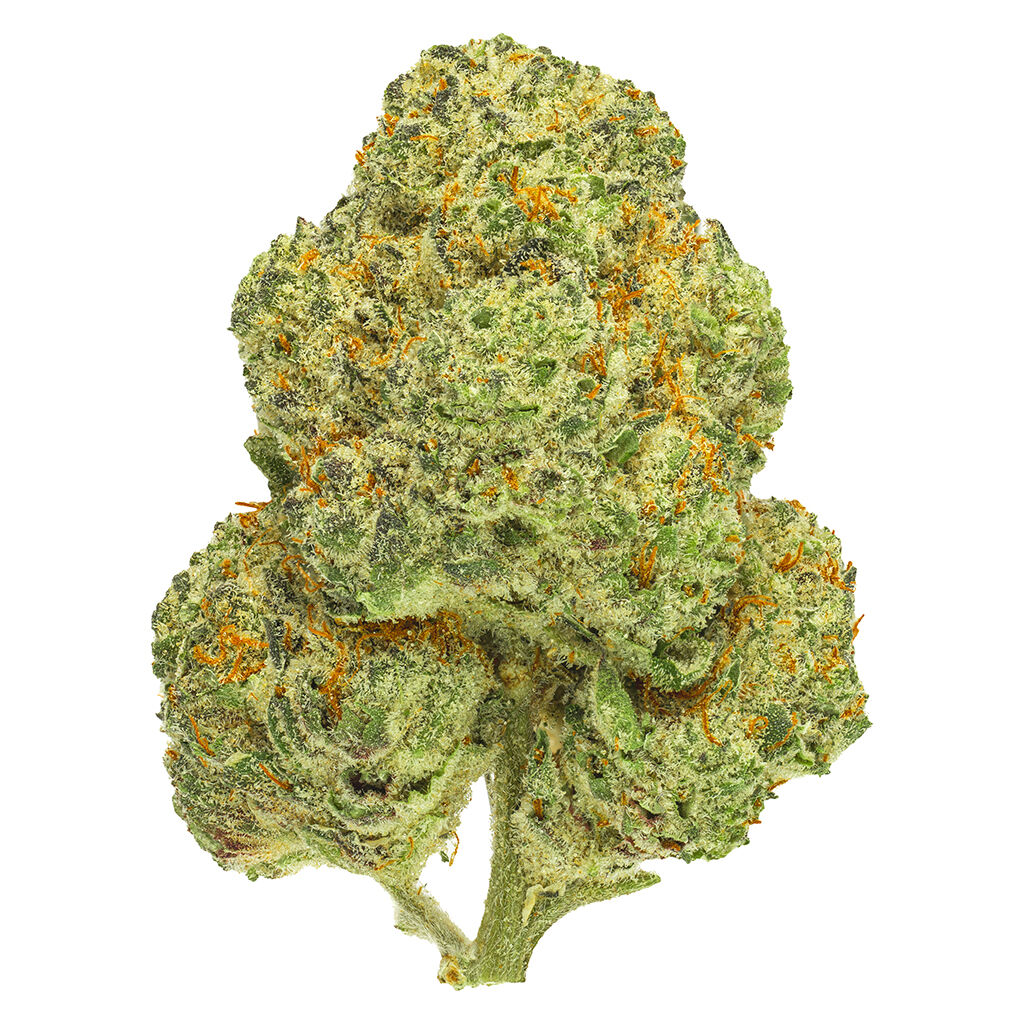 San Rafael '71 - Chemango Kush - Indica