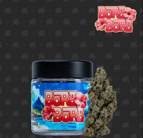 Seed Junky Bora Bora Hybrid