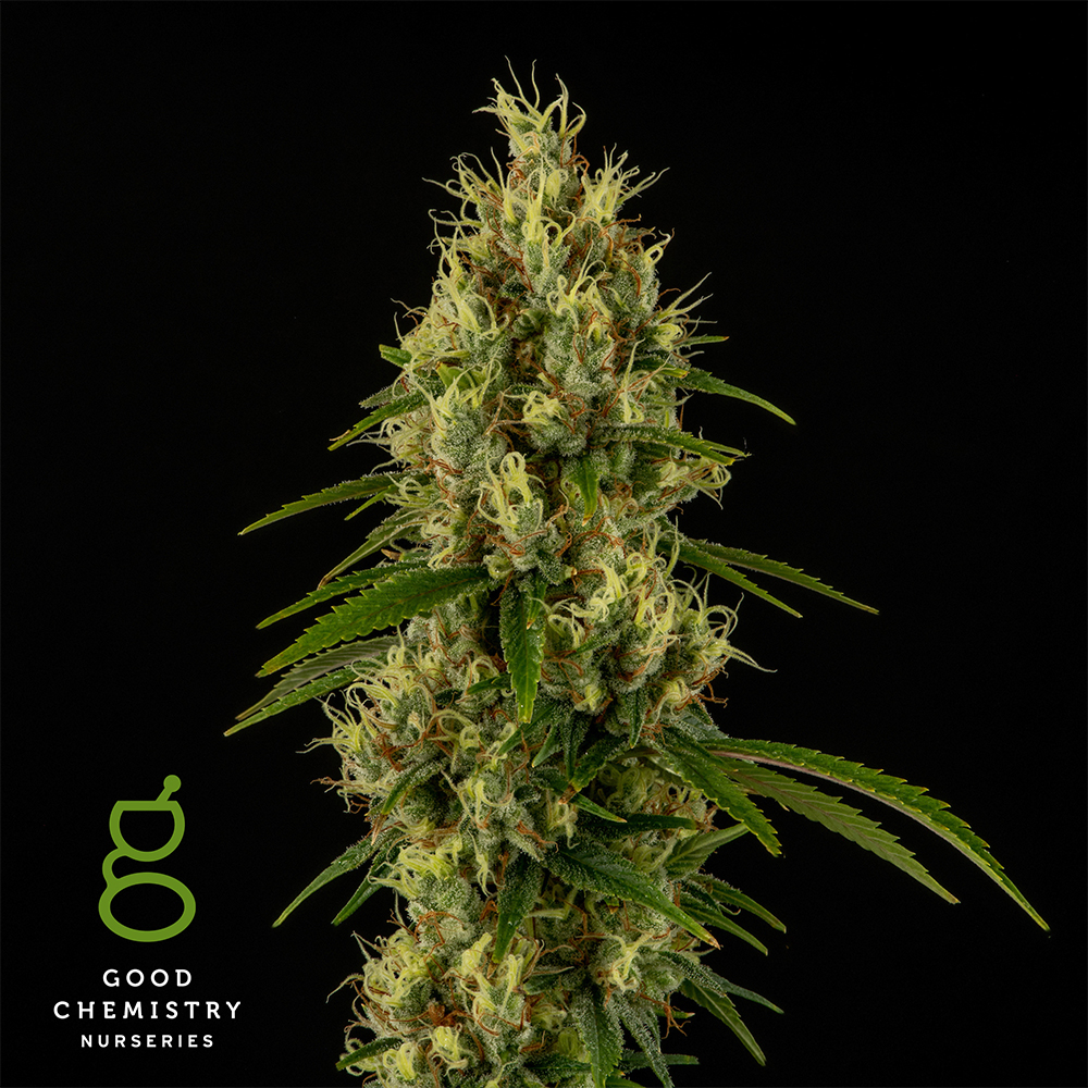 Hindu Kush