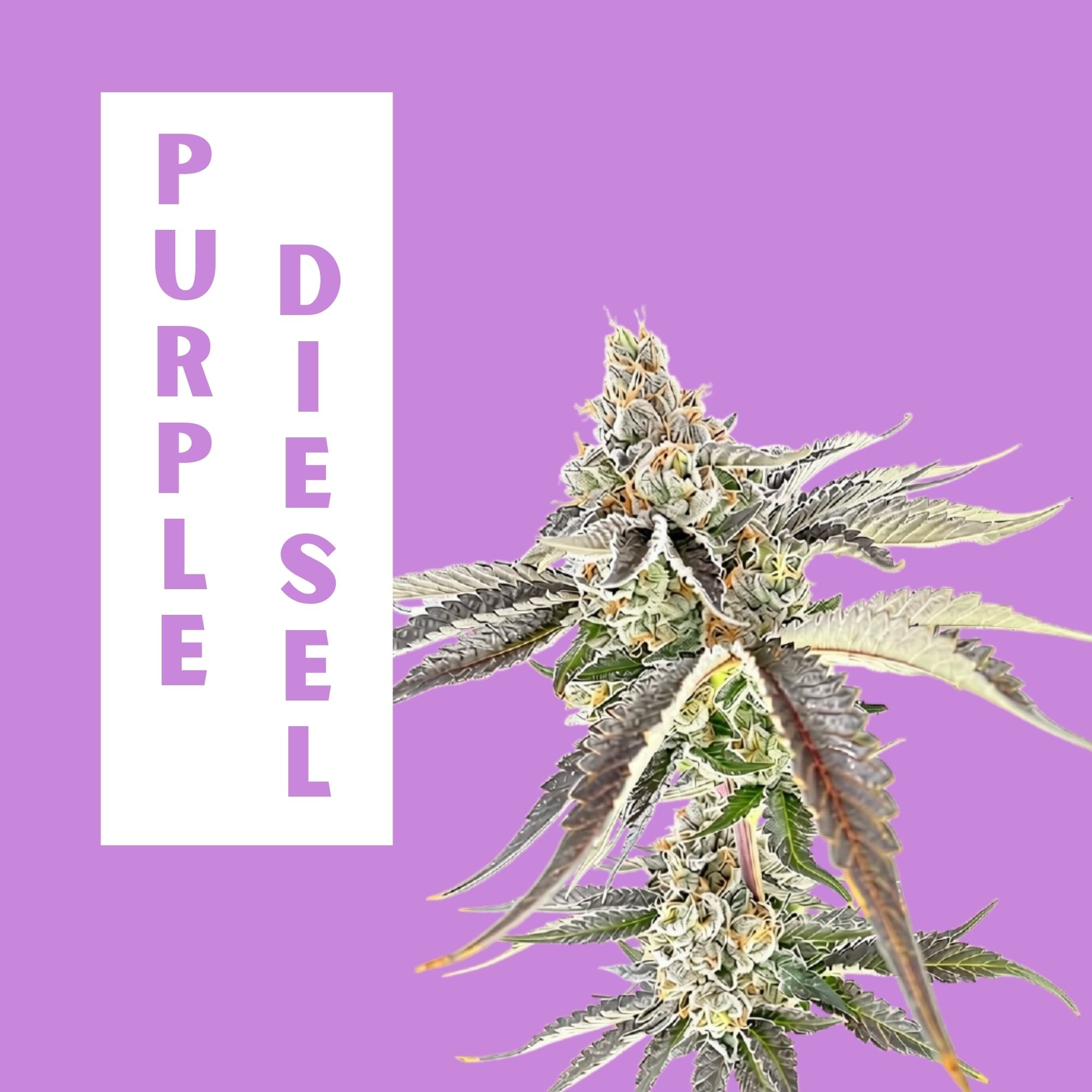 Purple Diesel