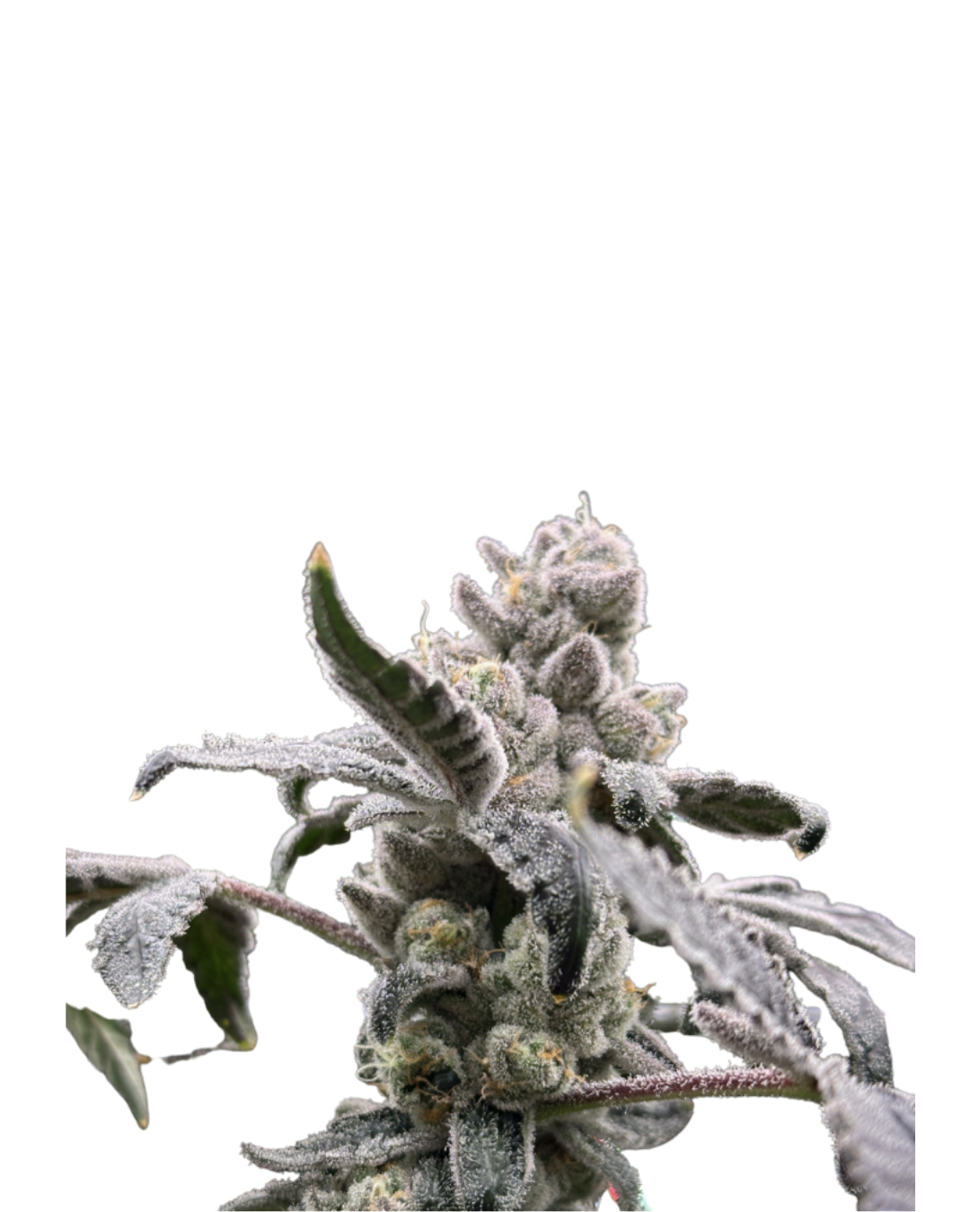 Dulce de Uva | Flower | 3.