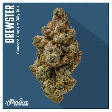 Brewster | 3.5g | INSA