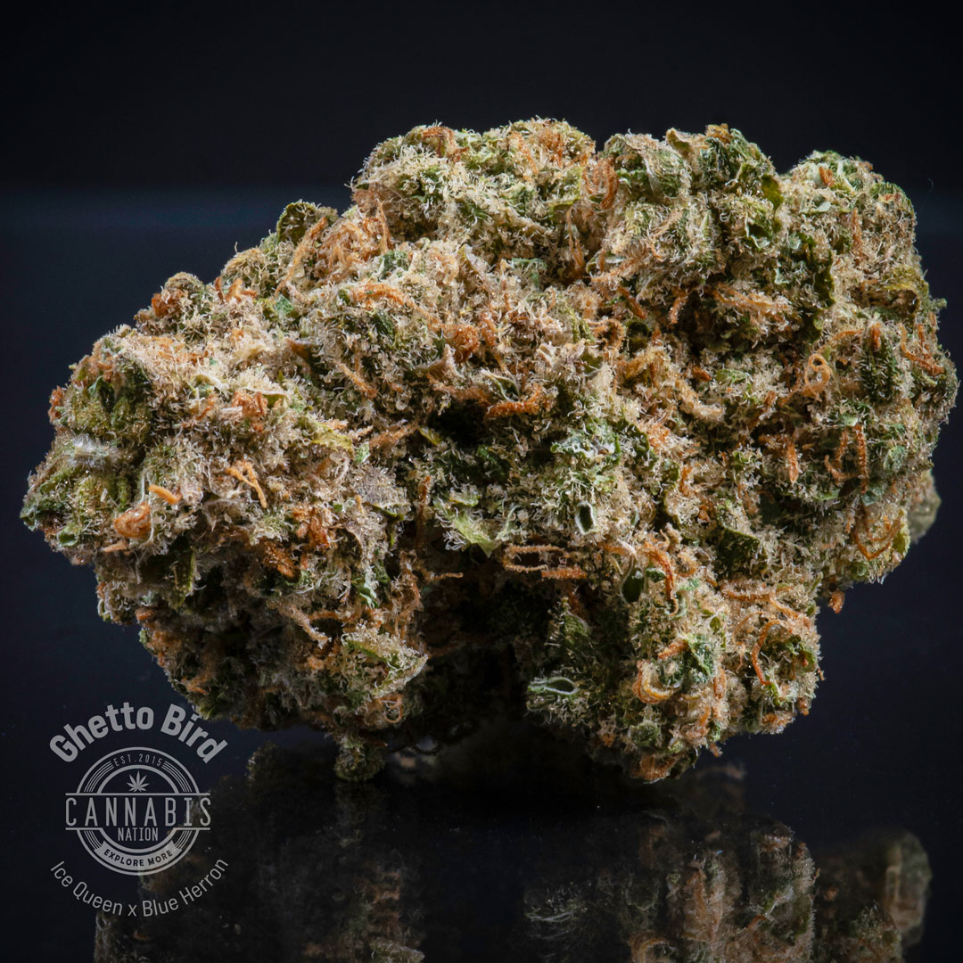 Flower | Ghetto Bird