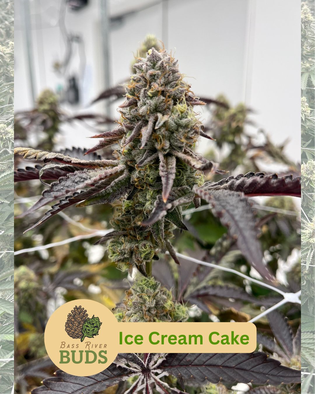 Ice Cream Cake | 14G