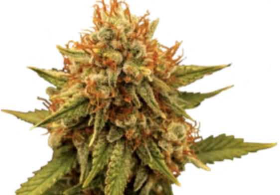 Acapulco Gold | Flower | 3.5G