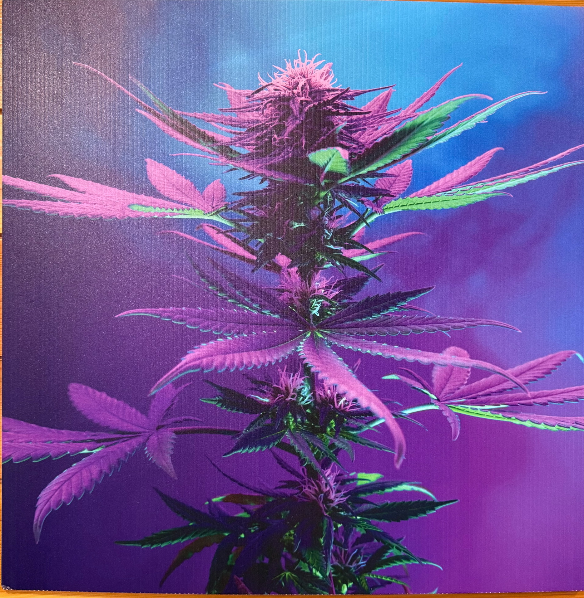 Enlite Flower Poster 18x24 product photo