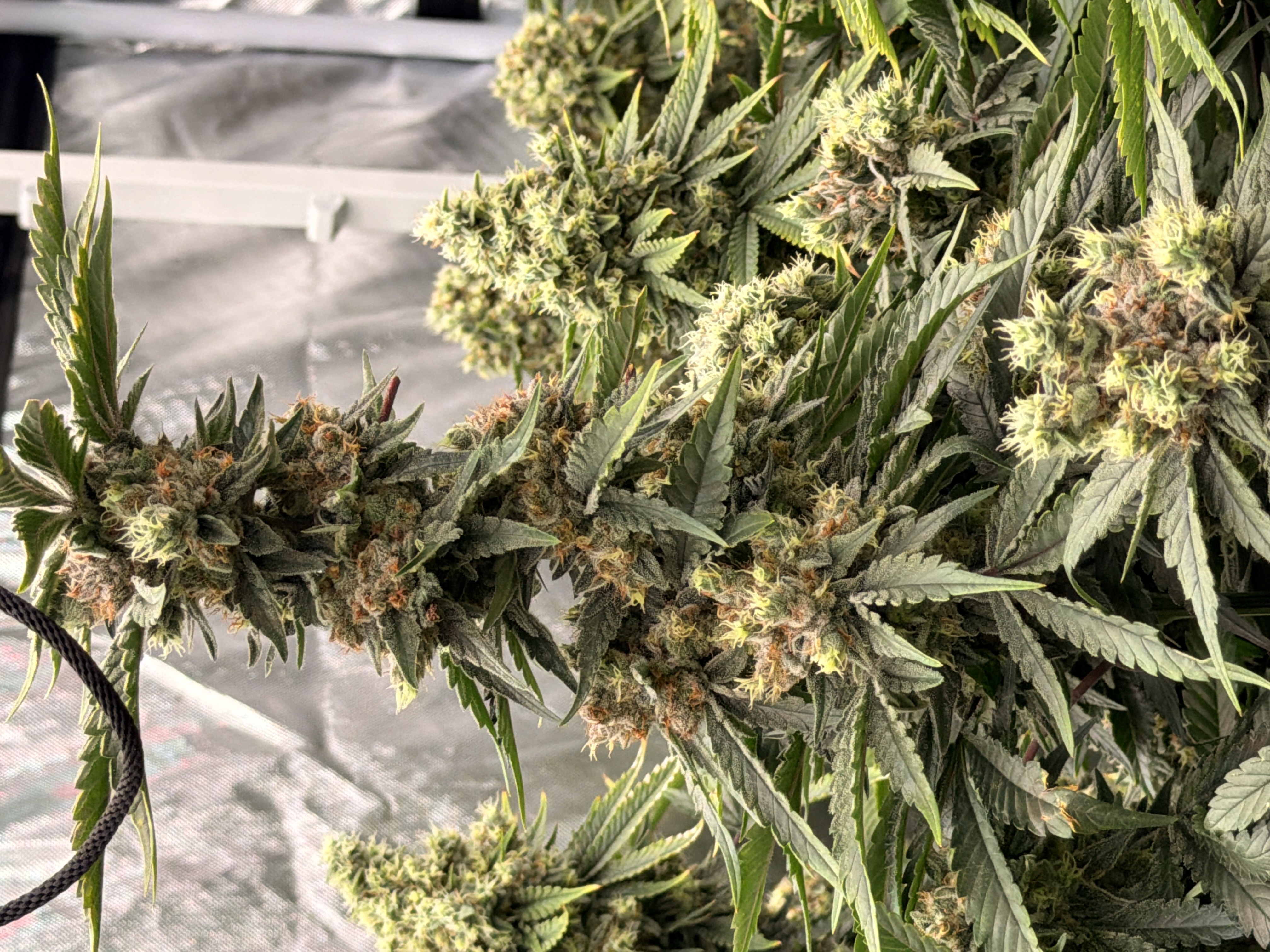 Clockwork Pineapple 3.5g