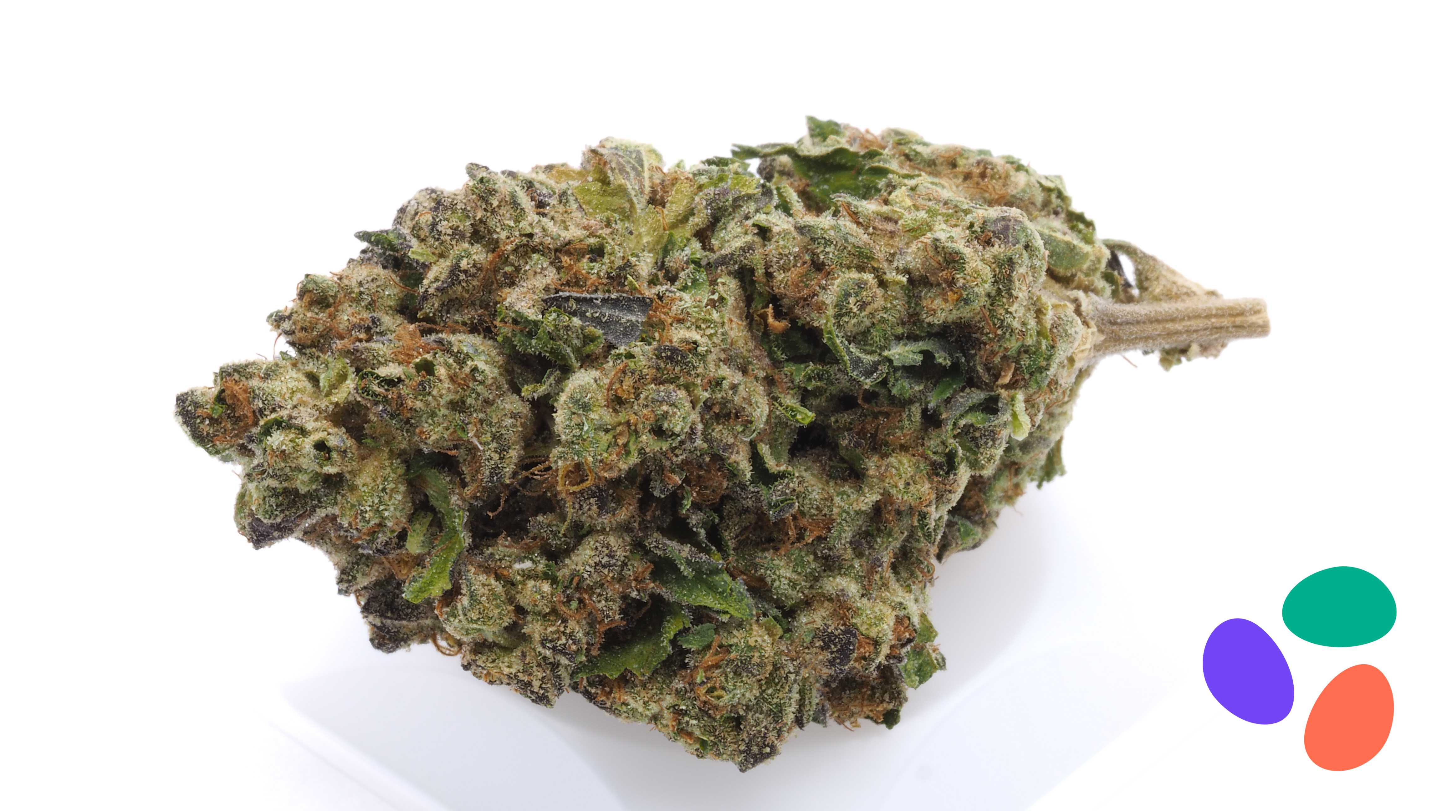 Gelato Mac