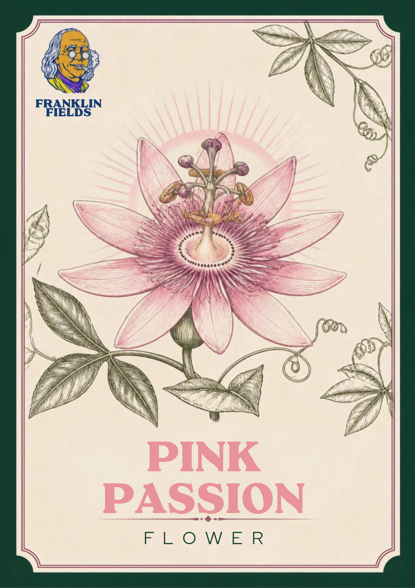 FRANKLIN FIELDS | SMALLS | PINK PASSION