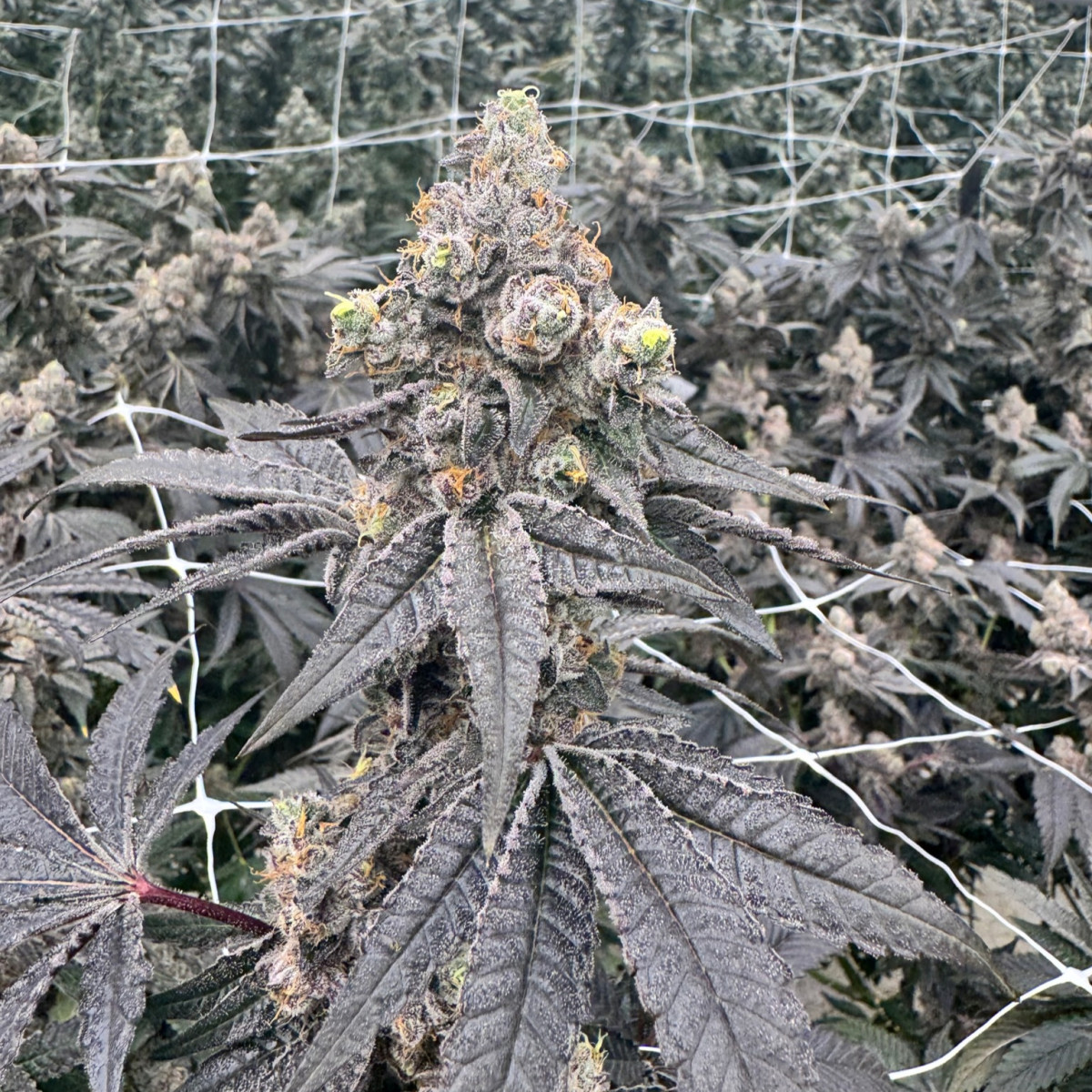 Cotton Candy Lobster Bulk Flower